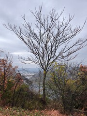 A tree with no leaves