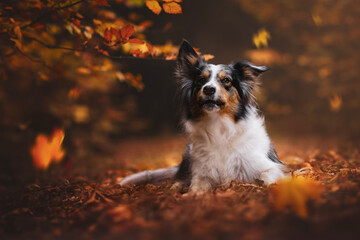 Border collie dog in forest