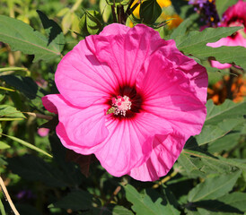 Flower of Hibiscus moscheutos also called  the rose mallowor crimsoneyed rosemallow in summer