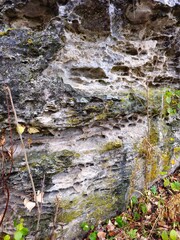 A stream with rocks and plants