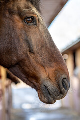 Naklejka premium A brown horse sticks its head out of its stable