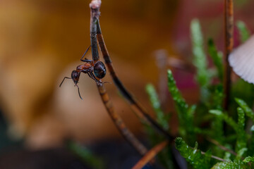 Mrówka rudnica (Formica rufa) – gatunek mrówki z podrodziny Formicinae. © Andrzej