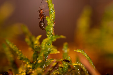Mrówka rudnica (Formica rufa) – gatunek mrówki z podrodziny Formicinae. © Andrzej