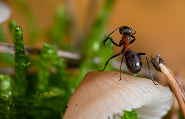 Mrówka rudnica (Formica rufa) – gatunek mrówki z podrodziny Formicinae. - obrazy, fototapety, plakaty