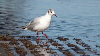 Fototapeta premium seagull on the beach