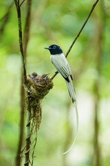 Asian Paradise – flycatcher white color. Watching the birds in the forest.
