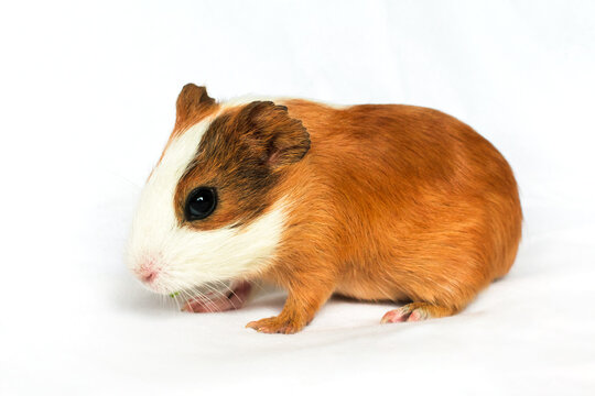Red-haired with white spots guinea pig on a white wall background.