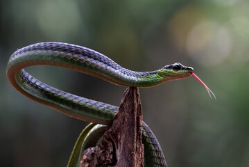 The bronzeback tree snake(Dendrelaphis formosus) on tree branch