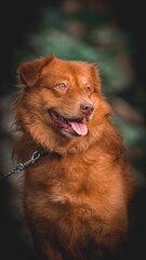 Nova Scotia Duck Tolling Retriever in the park