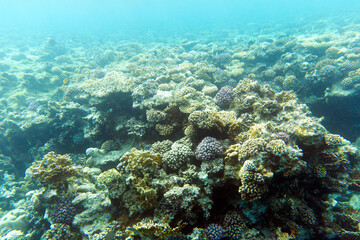 Naklejka na ściany i meble A landscape of coral reef