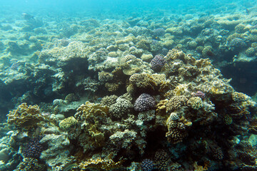 A landscape of coral reef