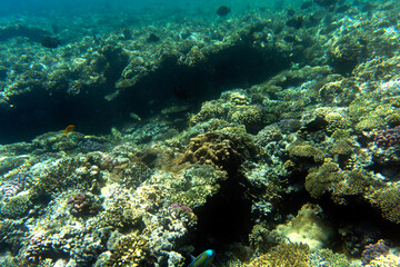 A landscape of coral reef
