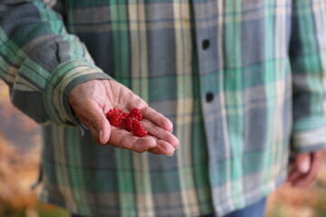 Raspberries are tastier from grandma`s warm hands.