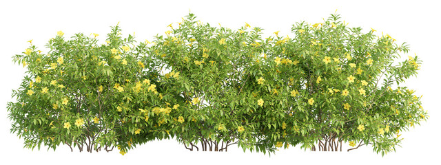 3d illustration of garden plants isolated on transparent background. High resolution for digital composition © ANDRIBENKY