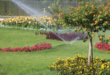 Automatic irrigation system of the flower garden with well-kept flowerbeds with flowers and tree