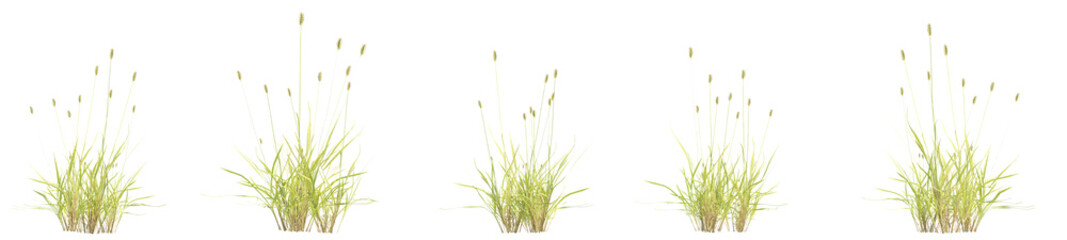 3d illustration of garden plants isolated on transparent background. High resolution for digital composition © ANDRIBENKY