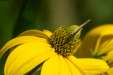 yellow flower with butterfly
