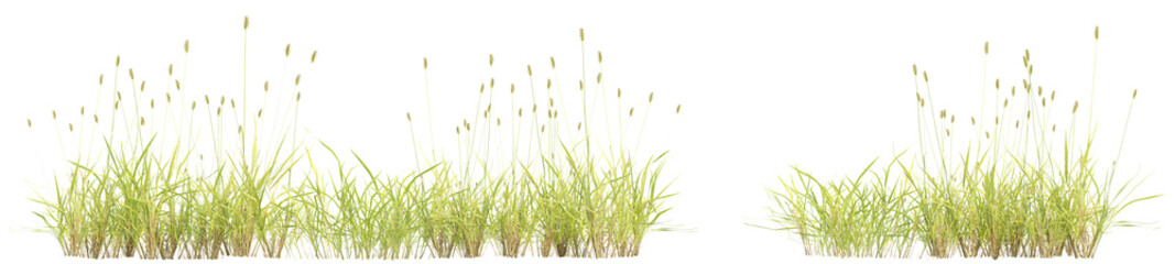 3d illustration of garden plants isolated on transparent background. High resolution for digital composition