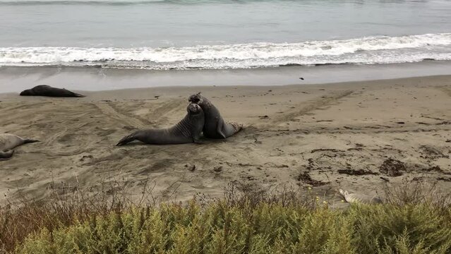 Two Southern elephant seals (Mirounga leonina) fighting on the beach with sea in the background