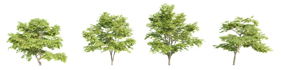 3D rendering of trees on transparent background, for illustration, digital composition, and architecture visualization