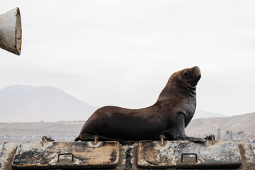 sea lion on the beach