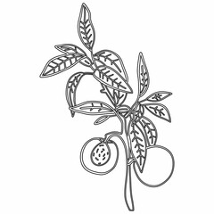 Branch with lichens and berries drawing line decoration design.
