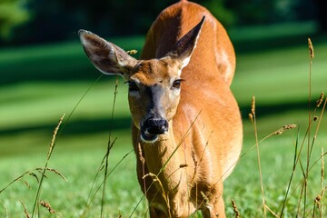 Brown deer walking across a lush green field next to tall grass