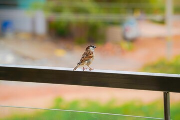 Sparrow avian perched atop a metal rail overlooking a lush green lawn