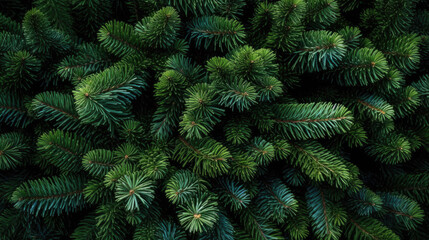 Fototapeta na wymiar Background of Christmas tree branches.