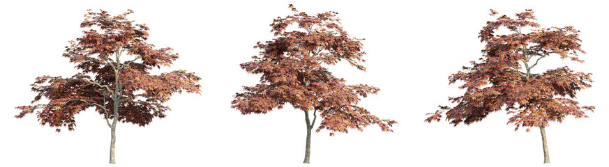 3D rendering of trees on transparent background, for illustration, digital composition, and architecture visualization