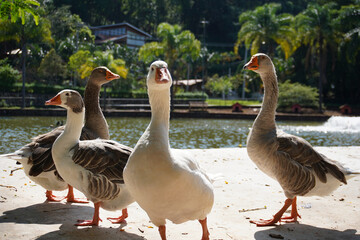 family of ducks at the lake