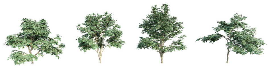 3D rendering of trees on transparent background, for illustration, digital composition, and architecture visualization