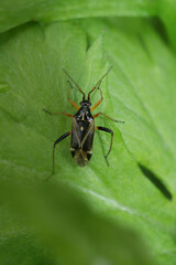 Fototapeta premium Vertical closeup on a male Harpocera thoracica plant bug crawling on a green leaf