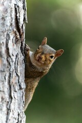 Fototapeta premium Adorable grey squirrel standing in front of a tree and looking towards the camera