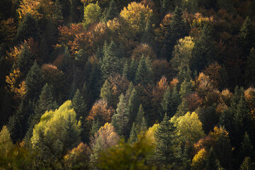 forest in autumn - obrazy, fototapety, plakaty