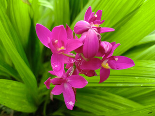 pink orchide in the garden
