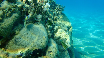 Ornate wrasse (Thalassoma pavo) undersea, Aegean Sea, Greece, Halkidiki