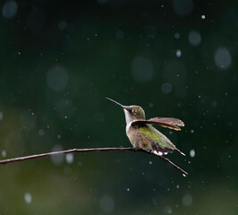 Hummingbird bathing in the rain