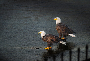 A pair of Bald Eagles on a spillway