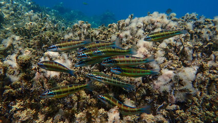 Ornate wrasse (Thalassoma pavo) undersea, Aegean Sea, Greece, Halkidiki