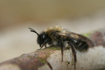 Closeup on a female nycthemeral minder, Andrena nycthemra , sitting on wood