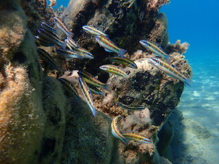 Ornate wrasse (Thalassoma pavo) undersea, Aegean Sea, Greece, Halkidiki