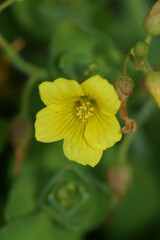 Detailed vertical closeup on a yellow flower of the rare Marsh St. Johns Wort,  Hypericum elodes