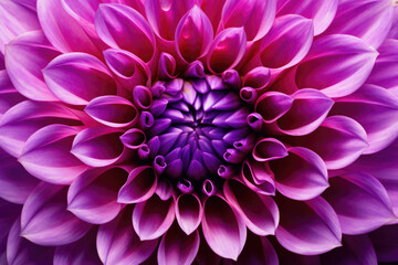  Purple dahlia petals macro, floral abstract background. Close up of flower dahlia for background