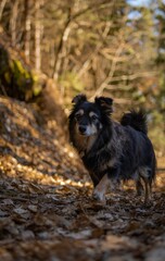 Happy dog walking in the forest during a sunny winterday