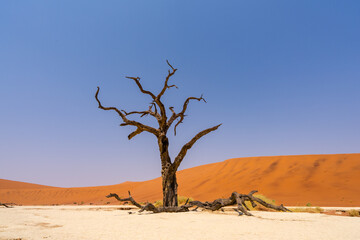 Sossusvlei tree 