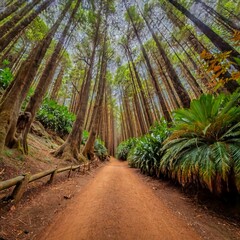 Obraz premium Sand trail in a green forest on the island of Madeira, between lush and wonderful trees