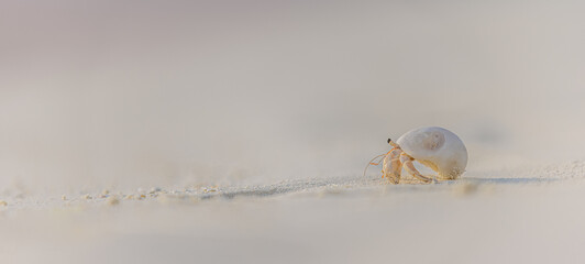 Small hermit crab on sandy beach sunset background with cute marine wildlife bright colors. Copy space. Idyllic nature closeup. Blurred defocus tropical island coast © icemanphotos