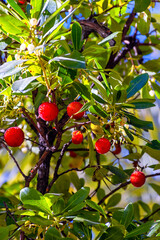 Flor y Fruta del Madroño