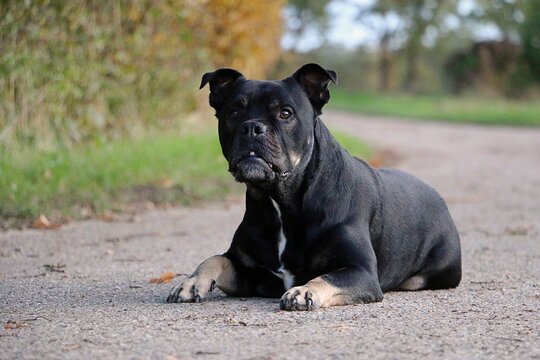 beautiful black old english bulldog is lyingon an empty street in the autumn park